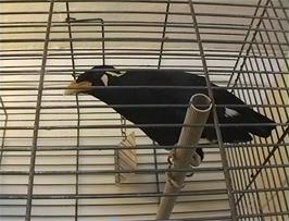 Morris the Myna Bird talks to us in Mary's Pet Store, Watchet, 7.9 miles into the ride